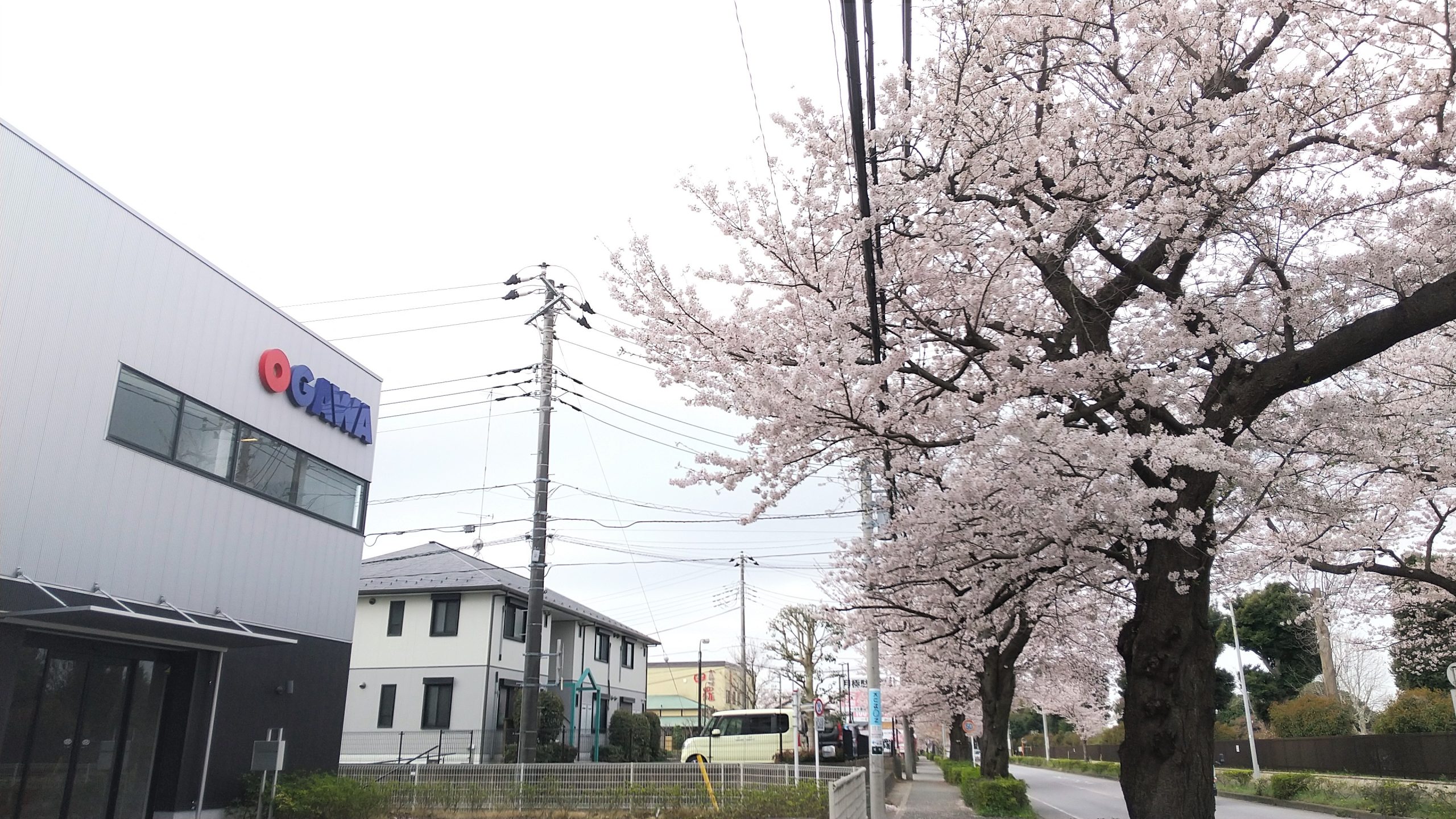 会社の前の桜が満開になりました🌸